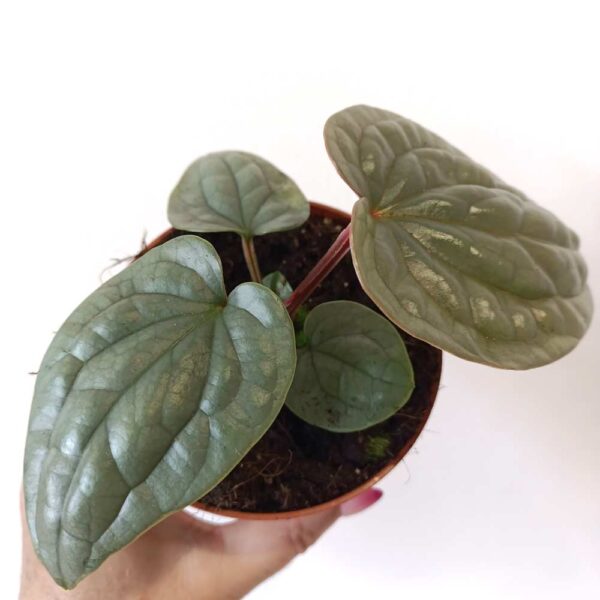 Anthurium Luxurians
