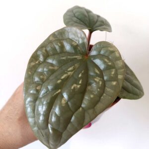 Anthurium Luxurians