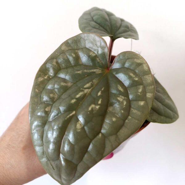 Anthurium Luxurians Anthurium Luxurians