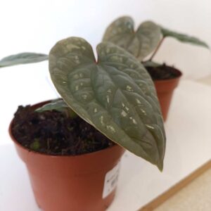 Anthurium Luxurians