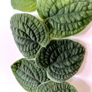 Rhaphidophora Tenuis Srebrna