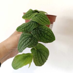 Rhaphidophora Tenuis Srebrna