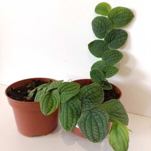 Rhaphidophora Tenuis Srebrna