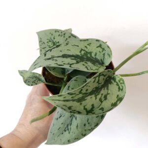 Scindapsus Silver Lady