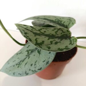 Scindapsus Silver Lady