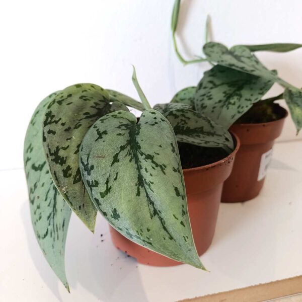 Scindapsus Silver Lady