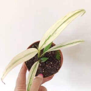Amplissimum White Variegata (epipremnum)