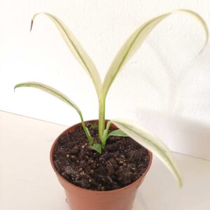 Amplissimum White Variegata (epipremnum)