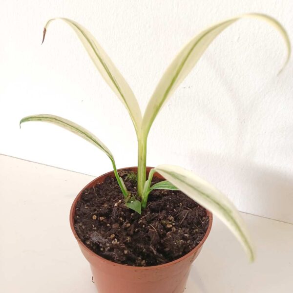 Amplissimum White Variegata (epipremnum)