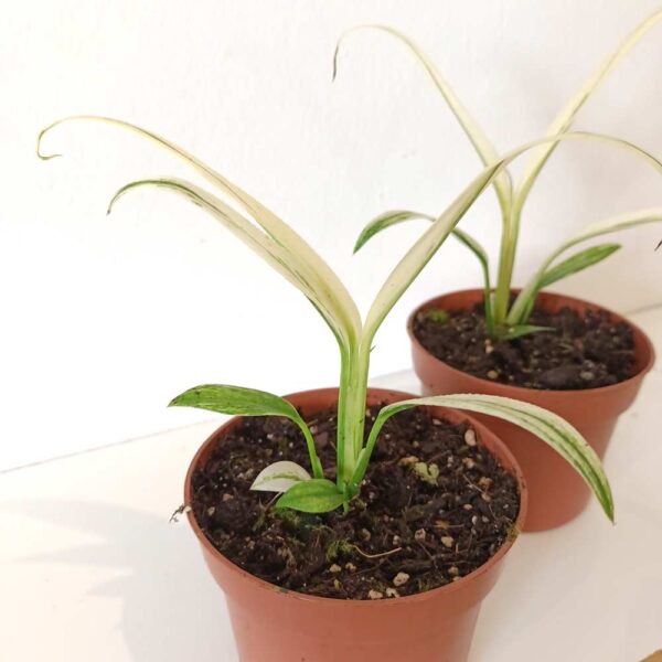 Amplissimum White Variegata (epipremnum) Amplissimum White Variegata (epipremnum)