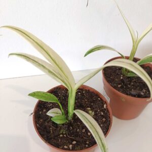 Amplissimum White Variegata (epipremnum)