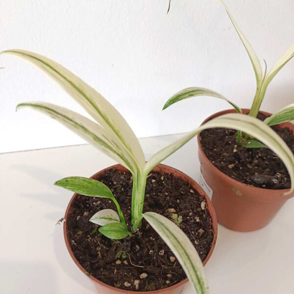 Amplissimum White Variegata (epipremnum)