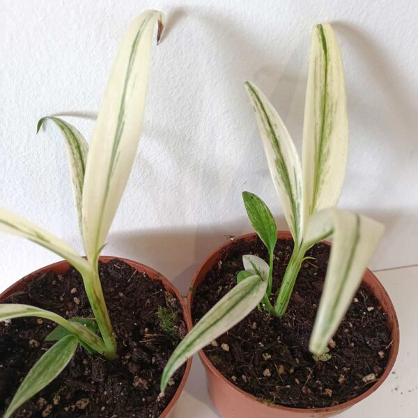 Amplissimum White Variegata (epipremnum)