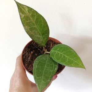 Hoya Wayang Splash