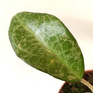 Hoya Wayang Splash