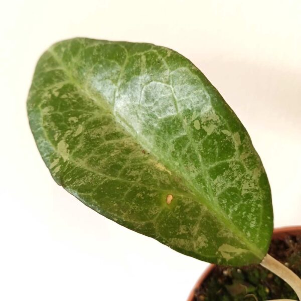 Hoya Wayang Splash