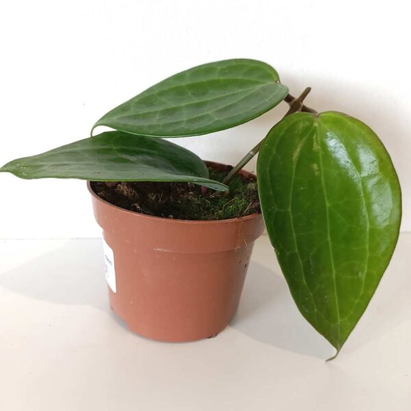 Hoya Latifolia green