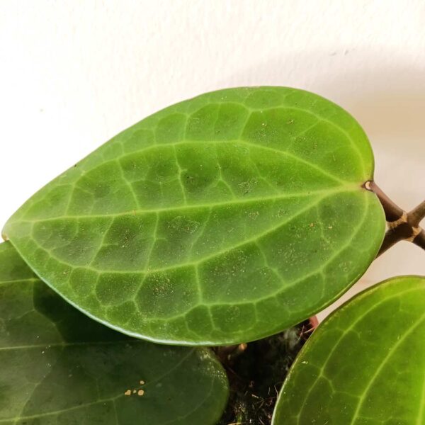 Hoya Latifolia green