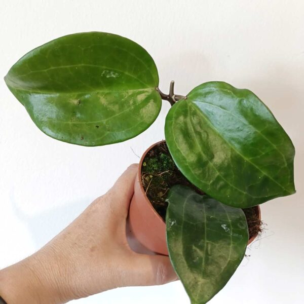 Hoya Latifolia green