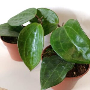 Hoya Latifolia green