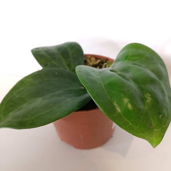 Hoya Latifolia green Hoya Latifolia green