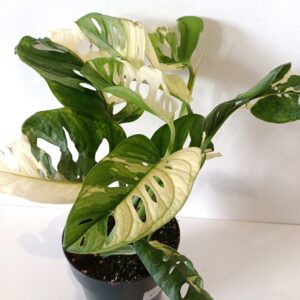 Monstera obliqua monkey Japanese Tricolor