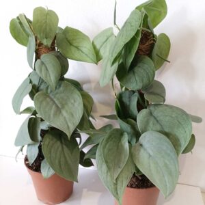 Scindapsus Silver Hero