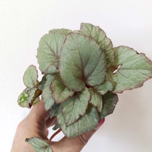 Begonia Magic Colours Bolero Begonia Magic Colours Bolero