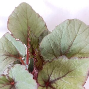 Begonia Magic Colours Bolero