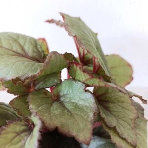 Begonia Magic Colours Bolero