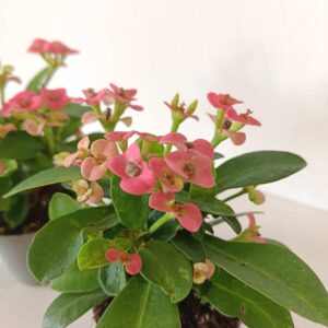 Euphorbia milii Rhea