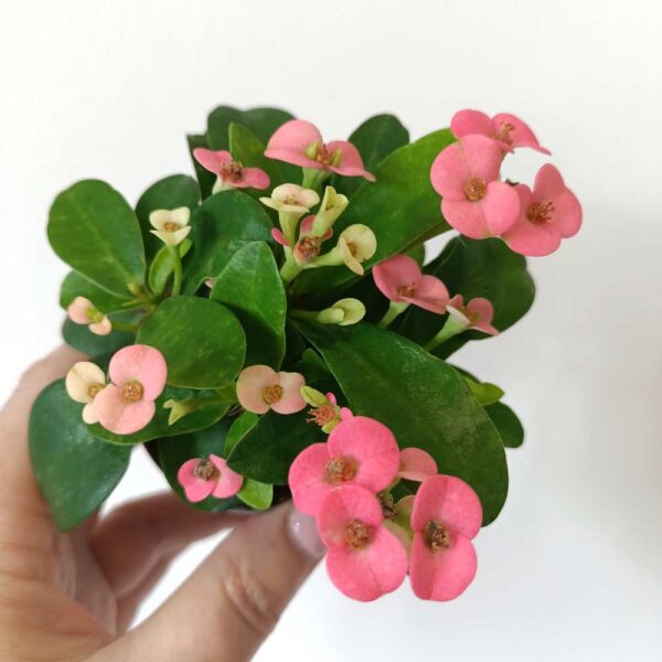 Euphorbia milii Rhea Euphorbia milii Rhea