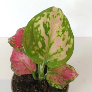 Aglaonema Pinky Promise