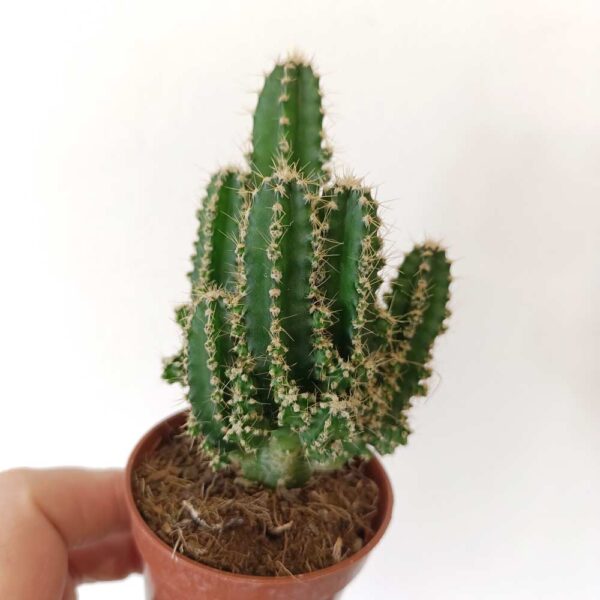 Cereus Peruvianus