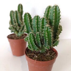 Cereus Peruvianus