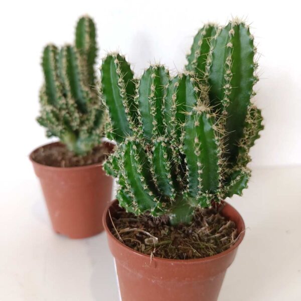 Cereus Peruvianus