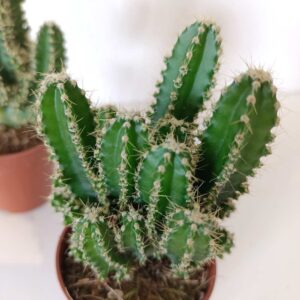 Cereus Peruvianus