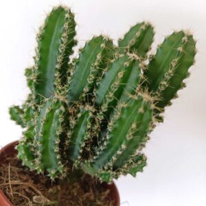 Cereus Peruvianus