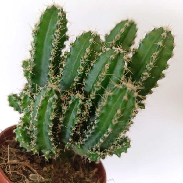 Cereus Peruvianus Cereus Peruvianus