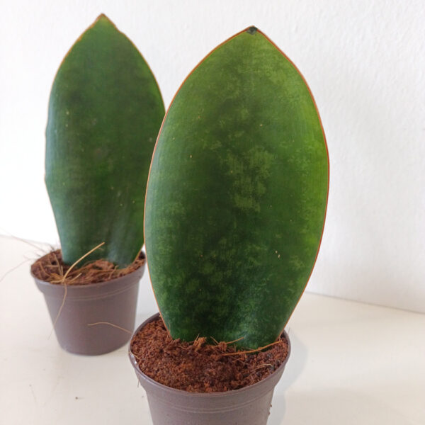 Sansevieria masoniana Congo Sansevieria masoniana Congo
