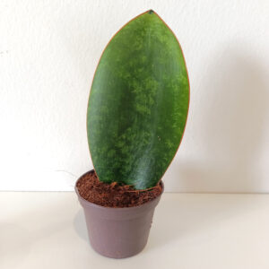 Sansevieria masoniana Congo baby - obrazek 2