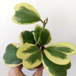 Hoya Kerrii Variegata
