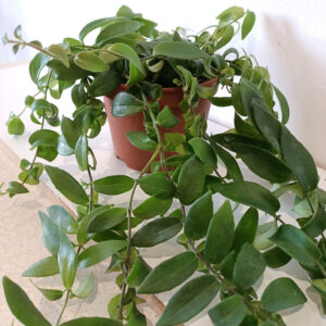 Aeschynanthus Rasta