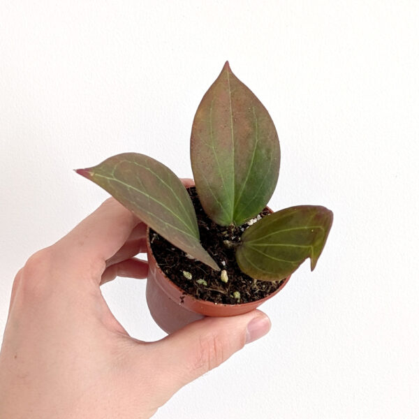 Hoya Fungii