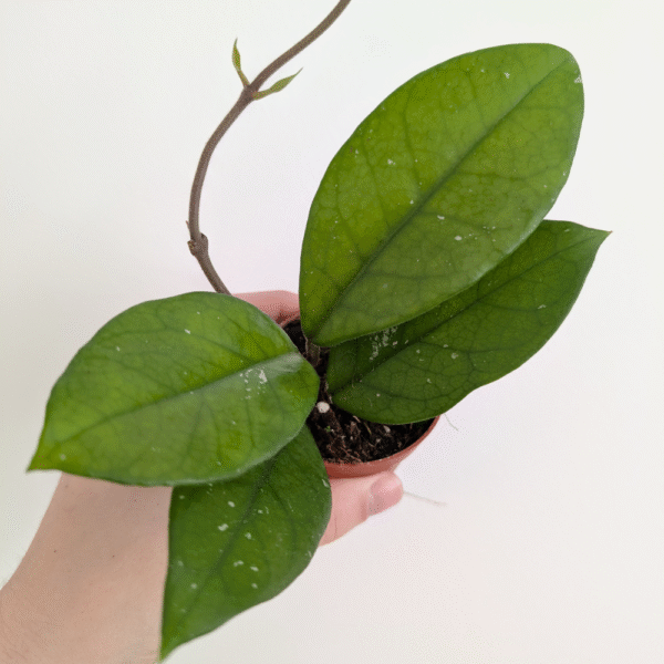 Hoya sp. Papua