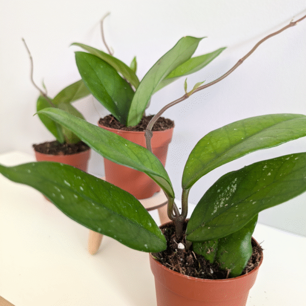 Hoya sp. Papua