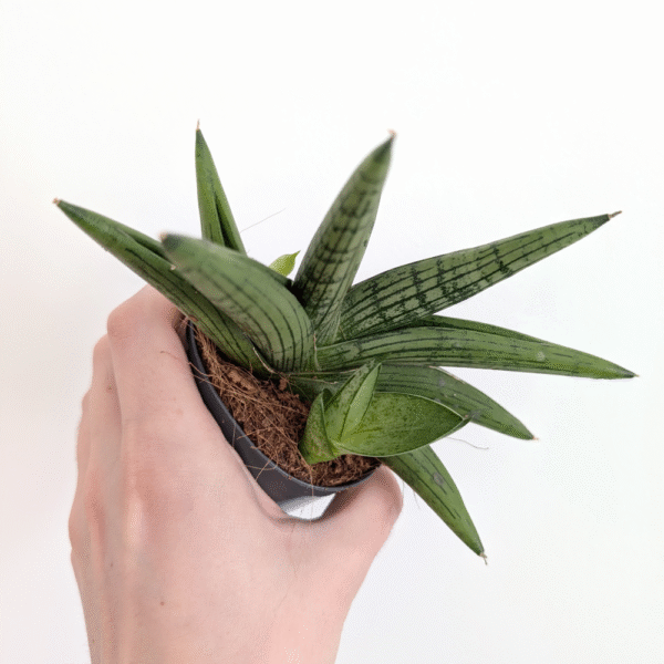 Sansevieria Helios