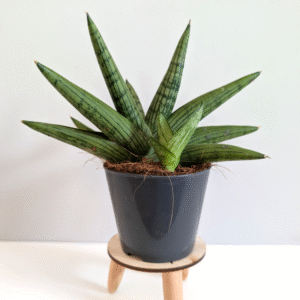 Sansevieria Helios