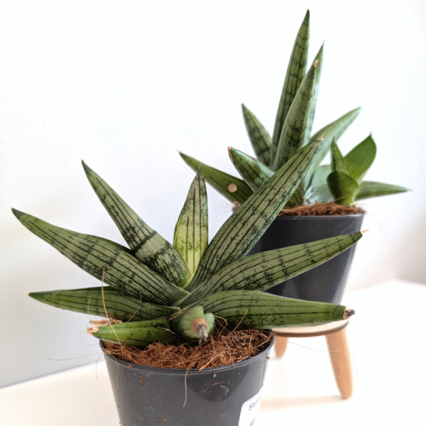 Sansevieria Helios
