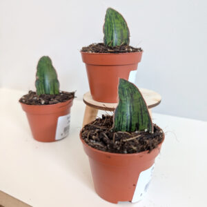 Sansevieria Cleopatra